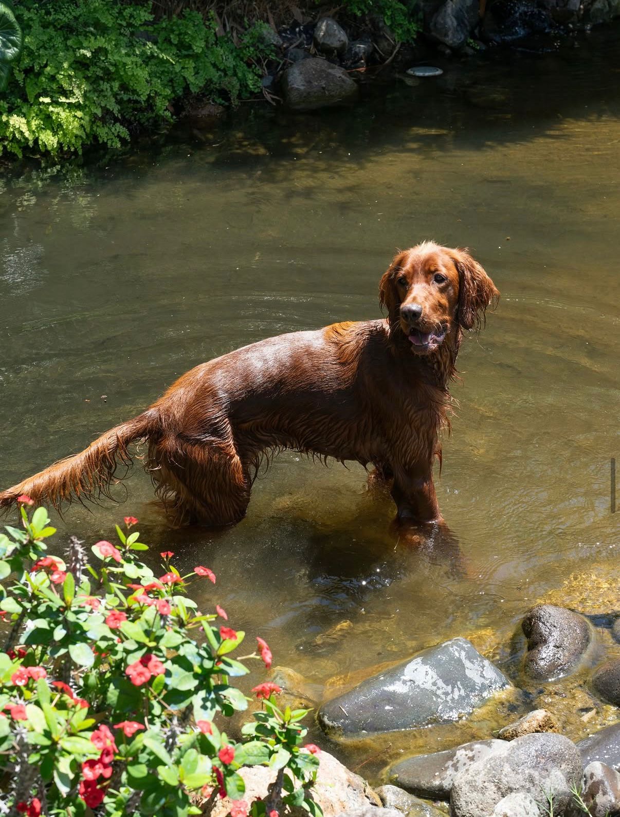 Estate dog cooling off in the garden stream