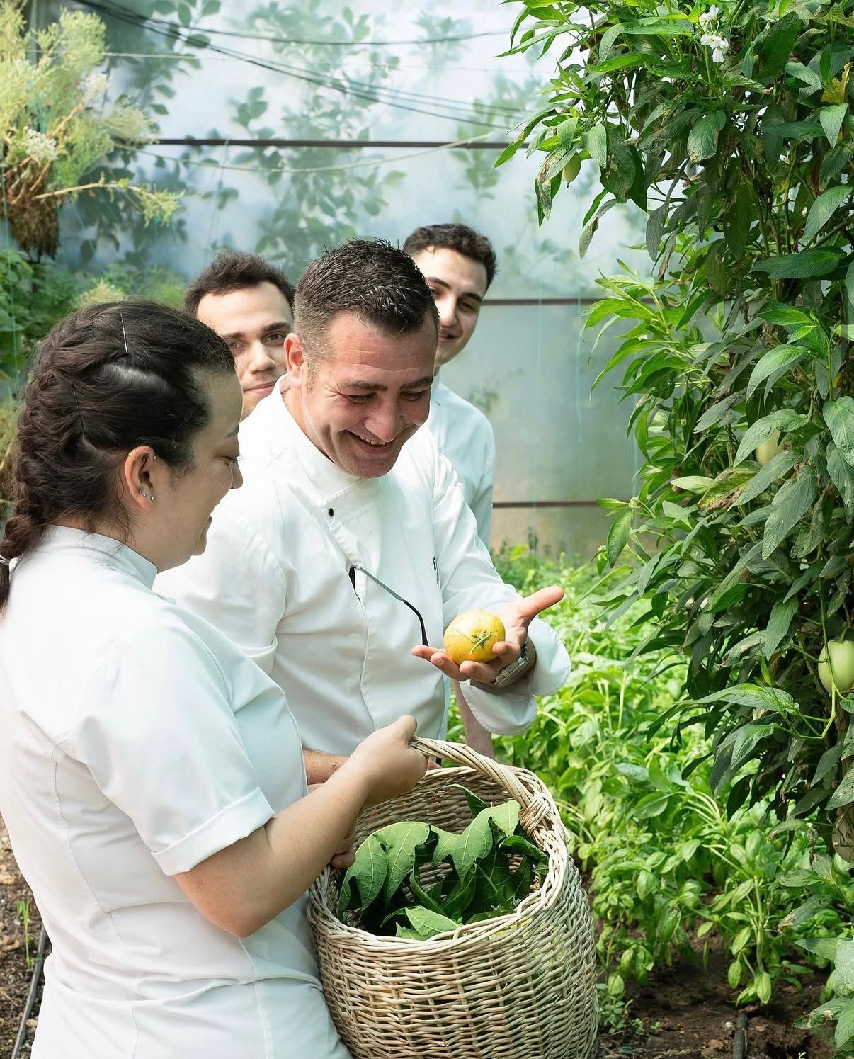 Chefs harvesting from the kitchen garden