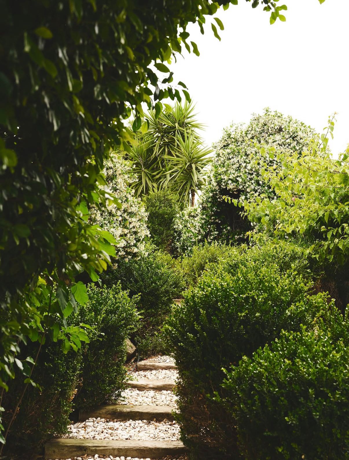 Garden path framed by jasmine and palms