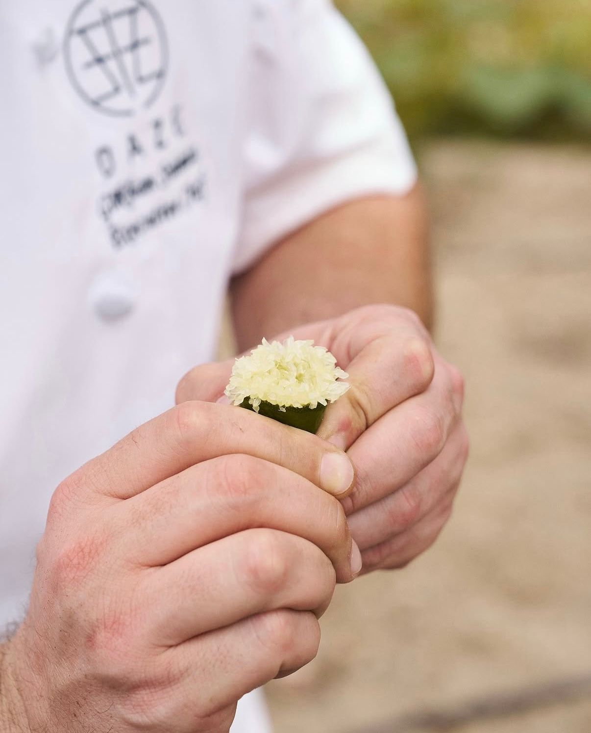 Chef holding a delicate edible flower