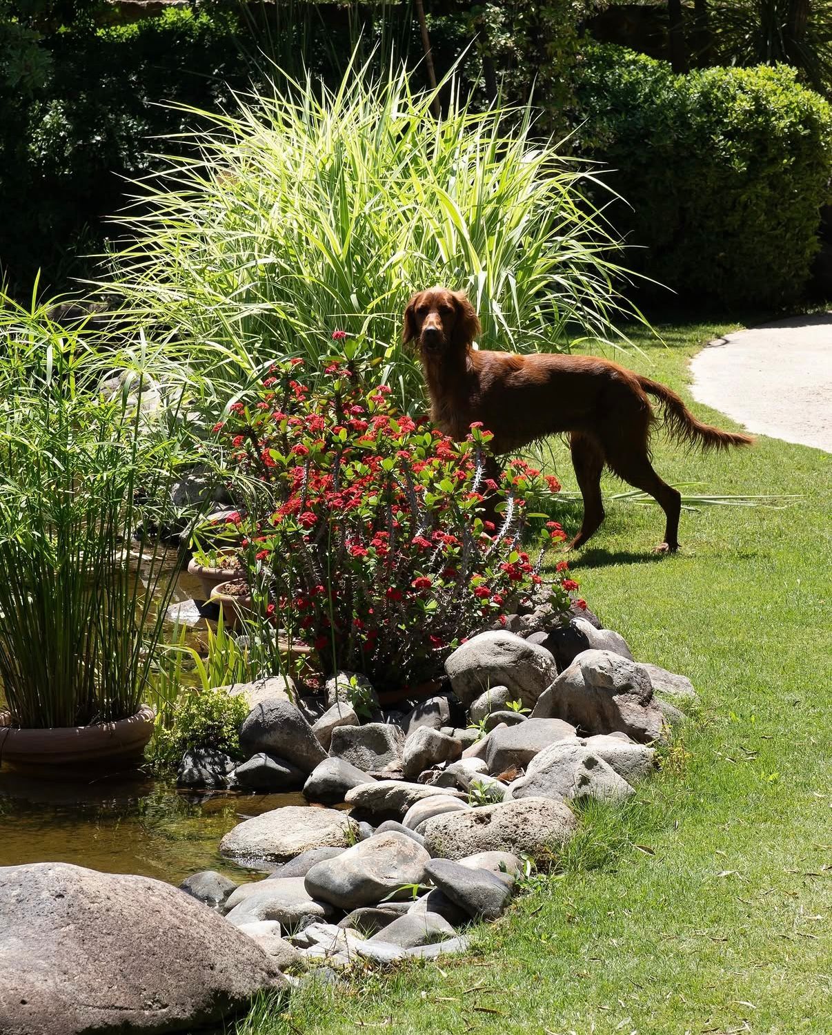 Garden pond with dog among grasses
