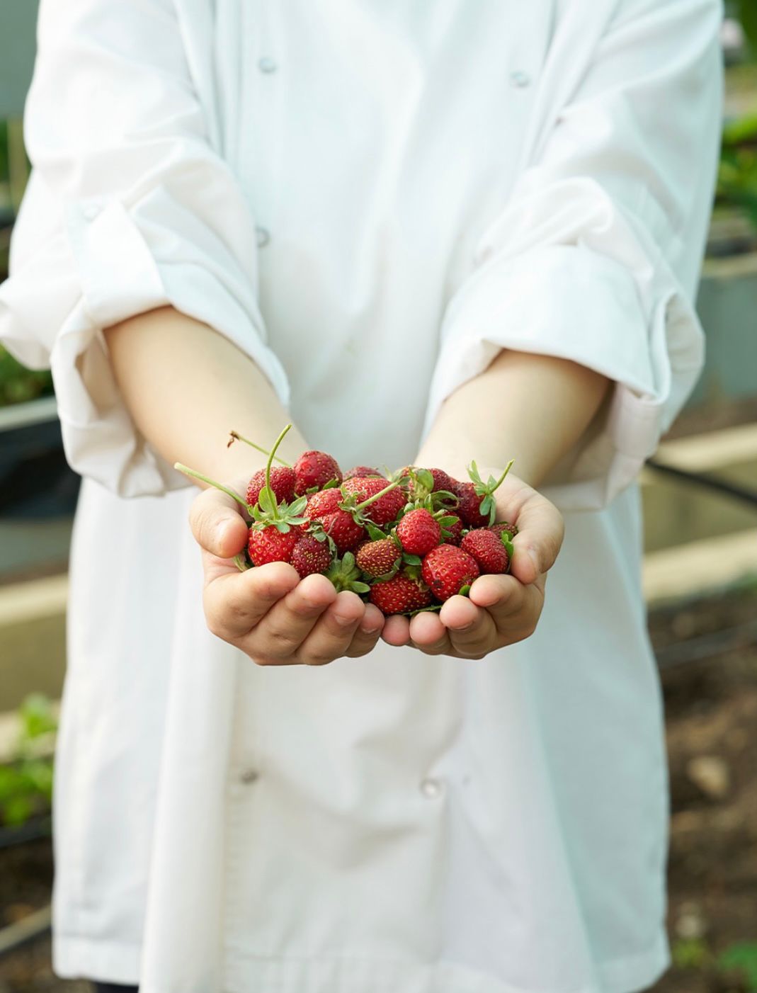 Chef holding freshly picked strawberries
