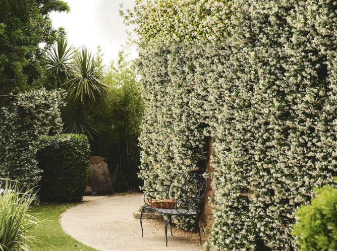 Gravel garden path curving past a wall smothered in white jasmine blooms, with a black wrought-iron bench and a woven basket resting on it