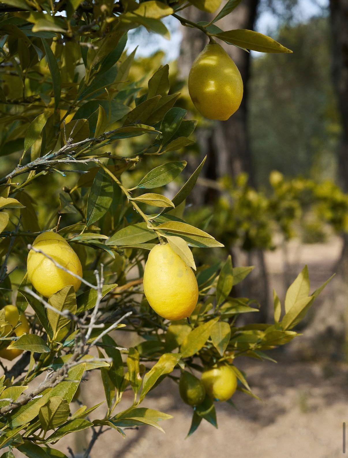 Lemons ripening on the tree