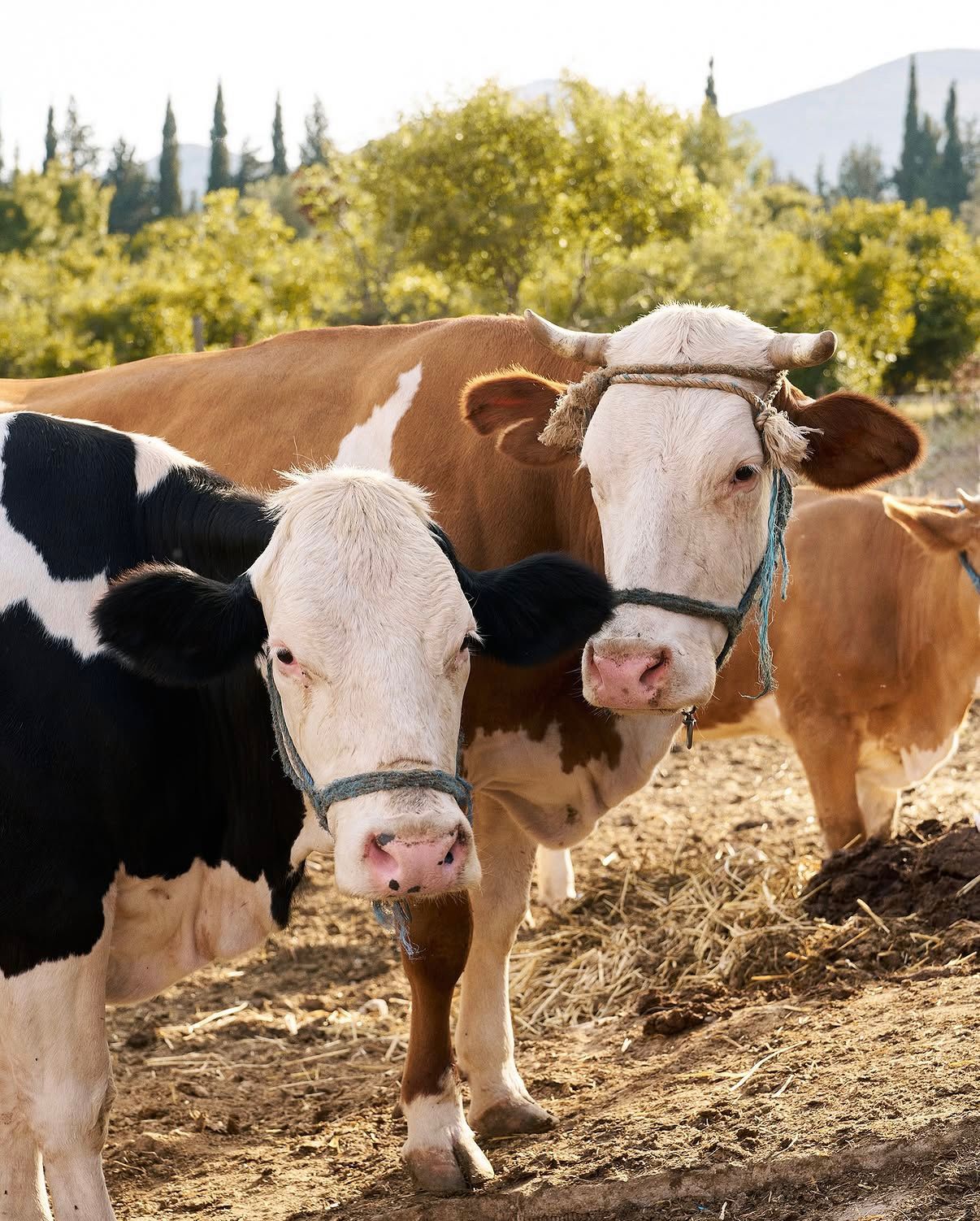 Cattle on the estate grounds