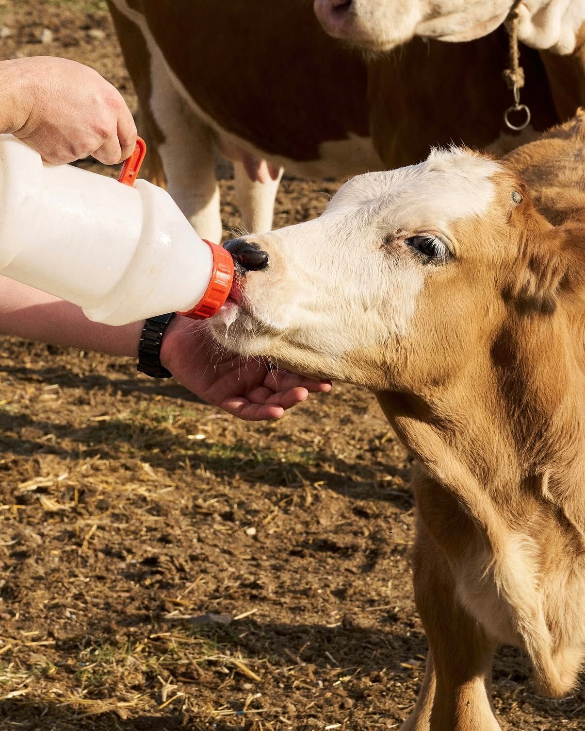 Calf being bottle-fed on the estate