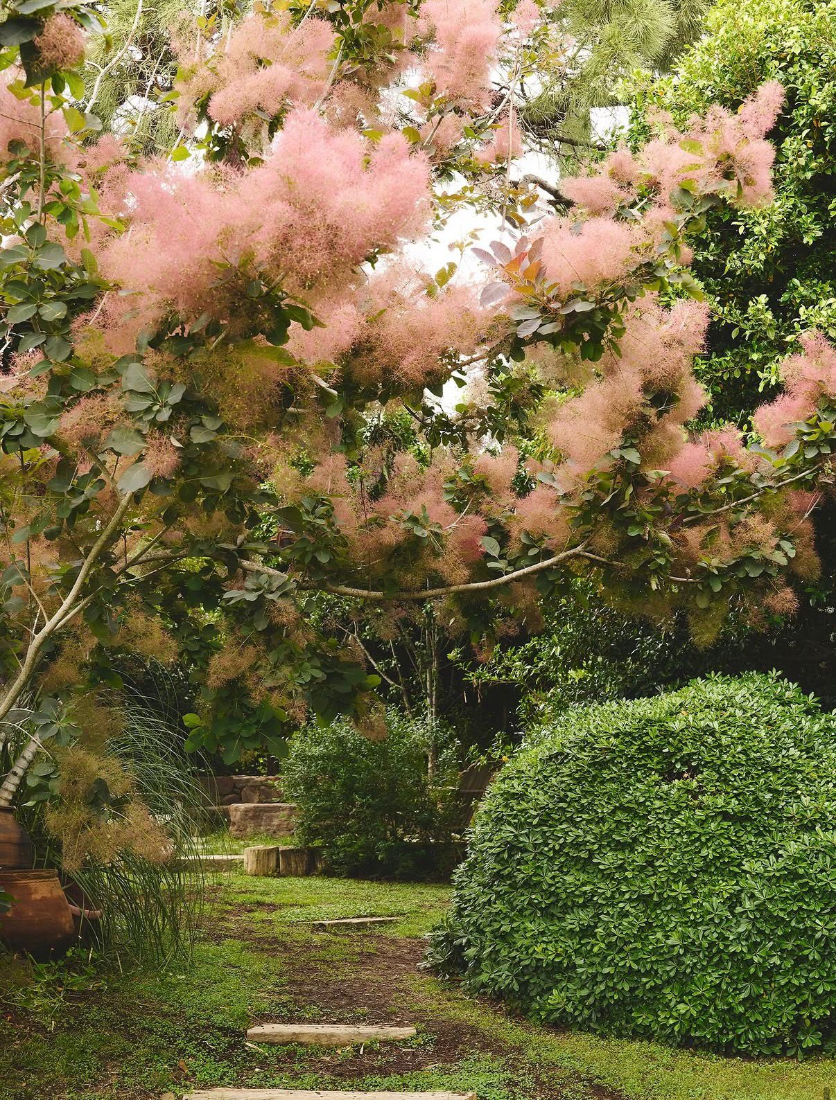 Smoke tree blooming over the garden path