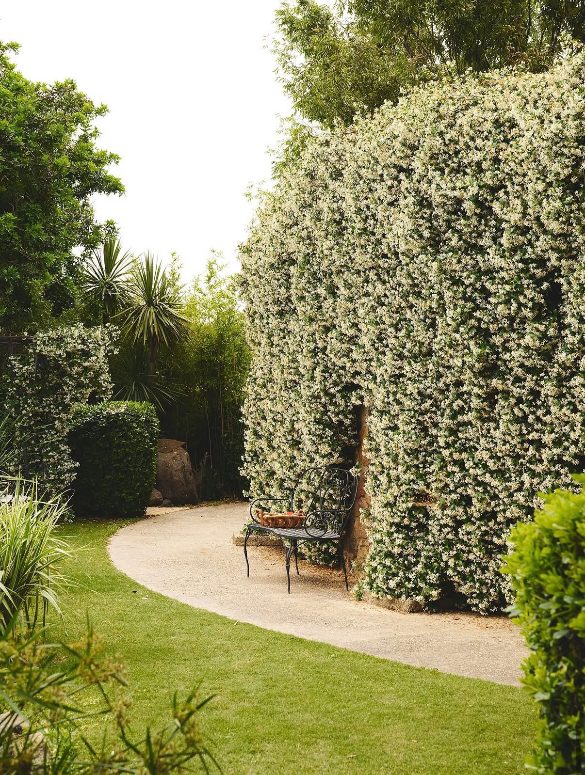Jasmine-covered wall along the garden path
