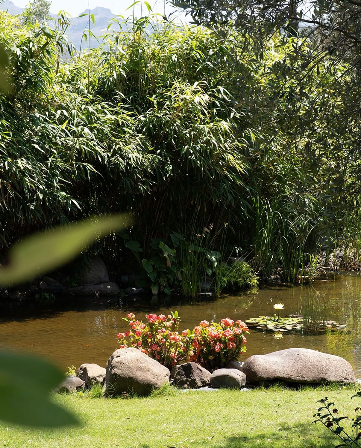 Garden pond with blooming flowers and bamboo