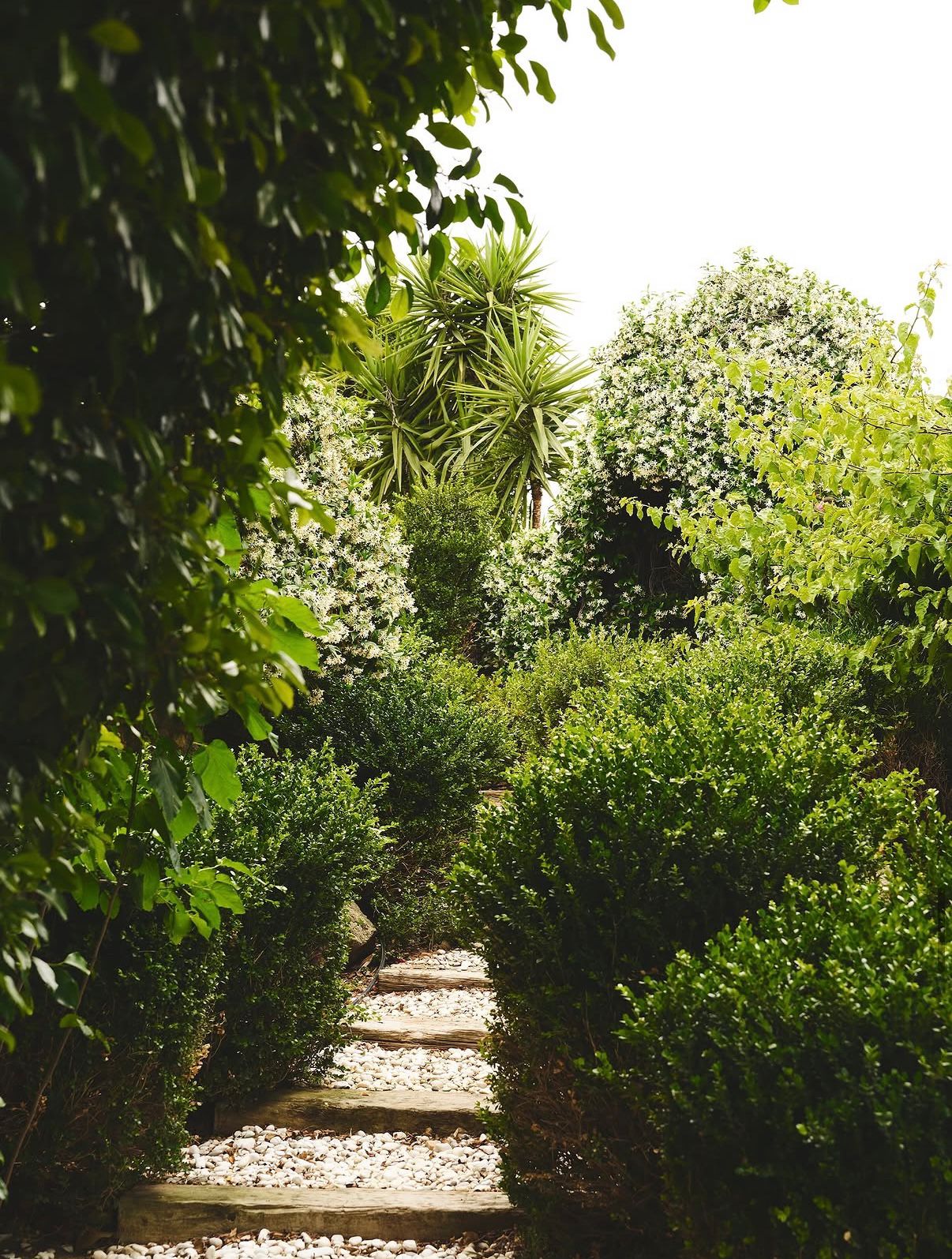 Stepping-stone path through lush garden hedges