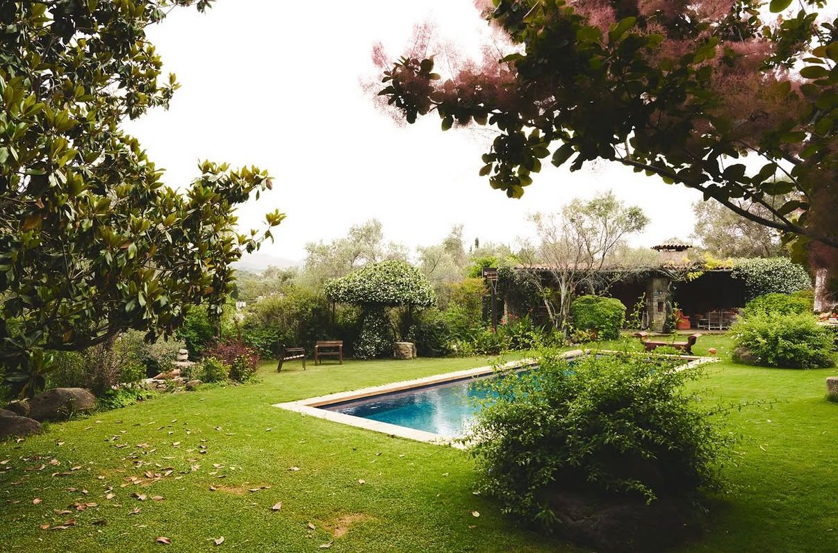 Garden pool framed by smoke tree blooms